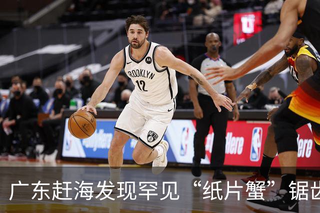 广东赶海发现罕见“纸片蟹”锯齿奇净蟹